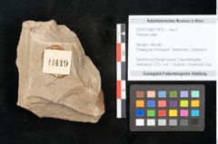 Foto (Objekt + Etikett) von Plantae indet.  (NHMW-GEO-2024-0188-11419)